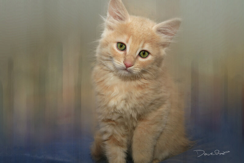 Fluffy Ginger Kitten — Orange, Calm, Photograph