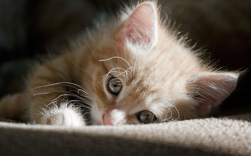 Fluffy Ginger Kitten — Orange, Calm, Photograph, Whiskers