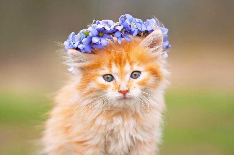 Fluffy Ginger Kitten — Orange, Calm, Spring