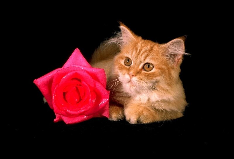 Fluffy Ginger Kitten — Orange, Calm