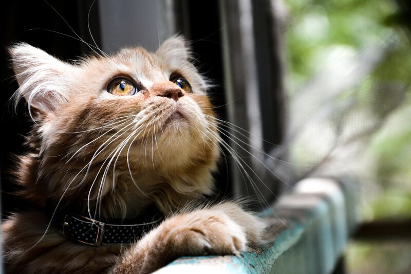 Fluffy Ginger Kitten — Orange, Curious, Afternoon, Photograph