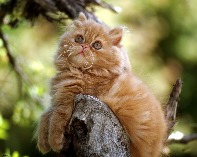 Fluffy Ginger Kitten — Orange, Curious, Afternoon
