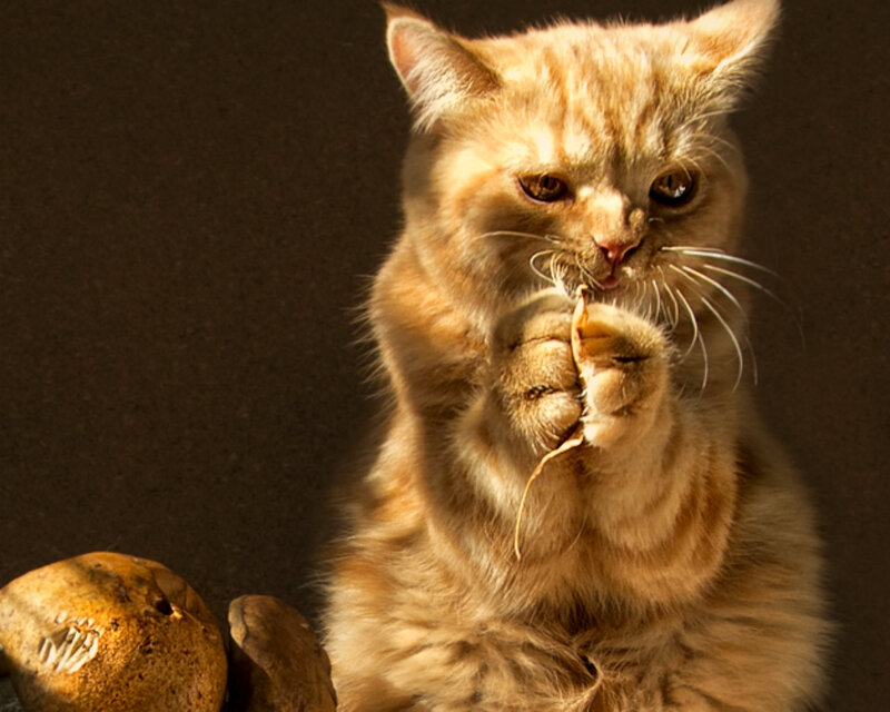 Fluffy Ginger Kitten — Orange, Dramatic