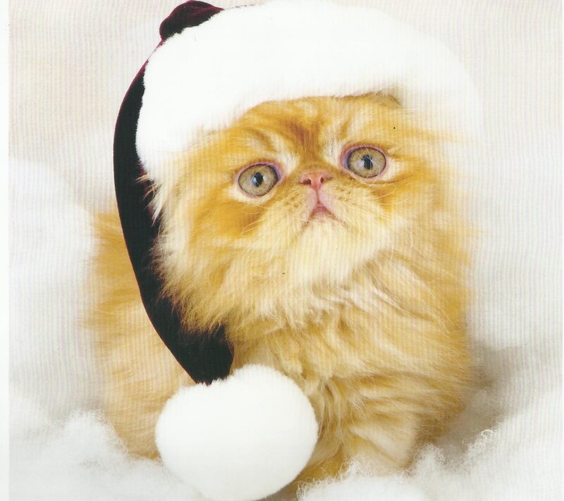 Fluffy Ginger Kitten — Orange, Festive, Winter