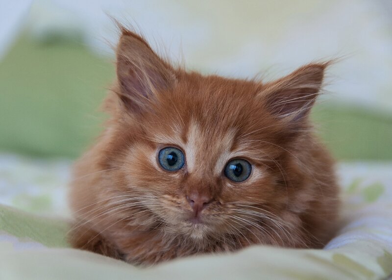 Fluffy Ginger Kitten — Orange, Innocent, Photograph
