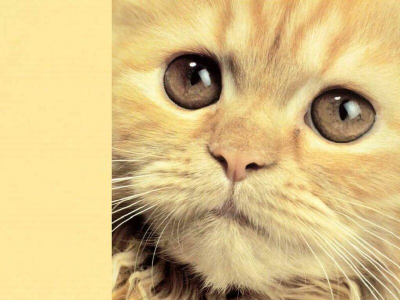 Fluffy Ginger Kitten — Orange, Innocent