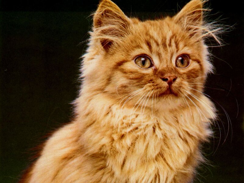Fluffy Ginger Kitten — Orange