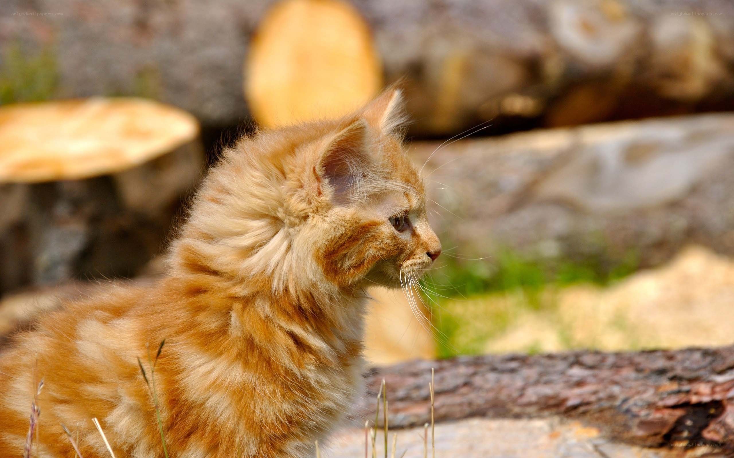 fluffy ginger kitten outdoors