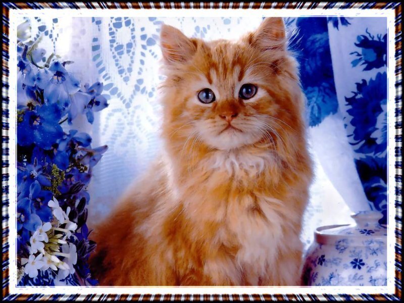 fluffy ginger kitten portrait