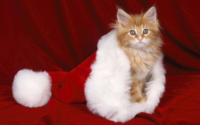 Fluffy Ginger Kitten — Red, Festive, Photograph, Santa Hat, Red Fabric