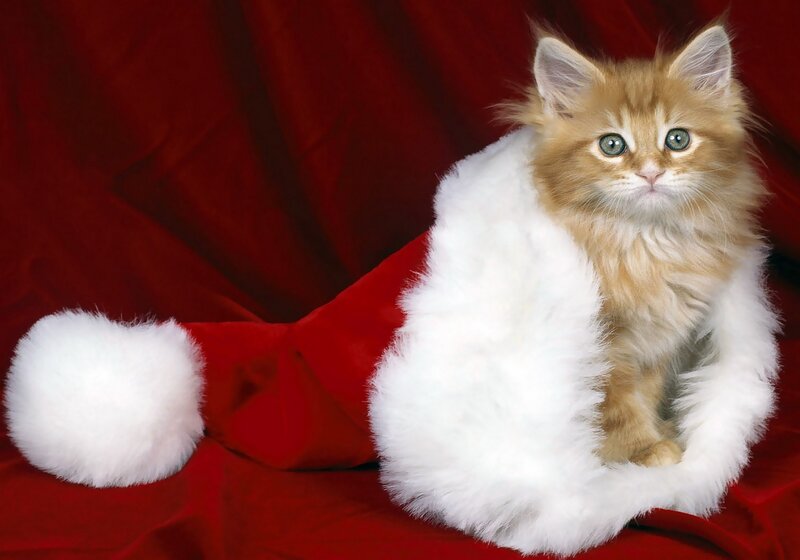 Fluffy Ginger Kitten — Red, Festive, Photograph, Santa Hat