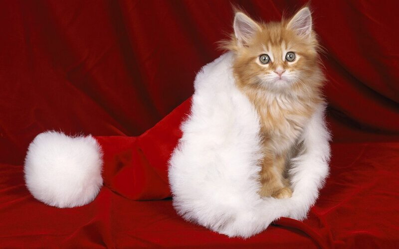 Fluffy Ginger Kitten — Red, Festive, Photograph