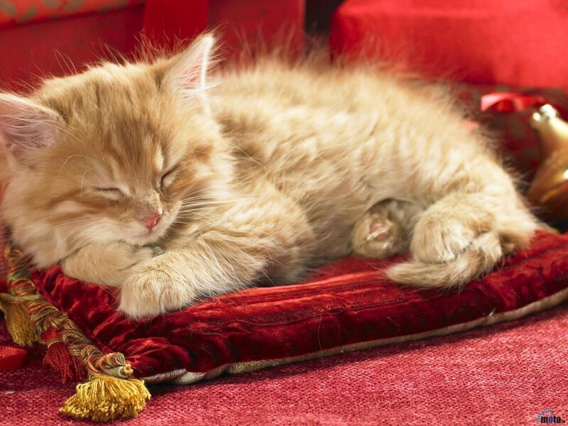 Fluffy Ginger Kitten — Red, Peaceful