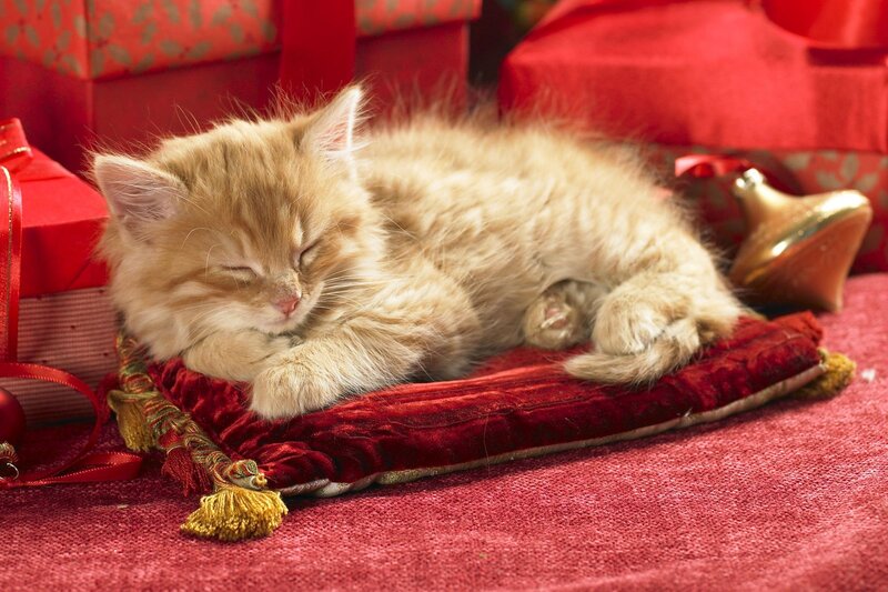 Fluffy Ginger Kitten — Red, Peaceful, Winter
