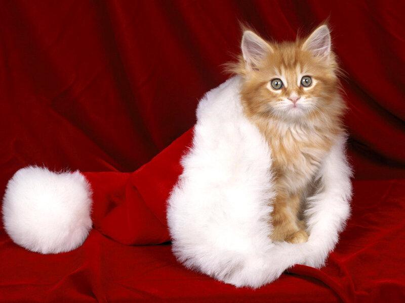 Fluffy Ginger Kitten — Red