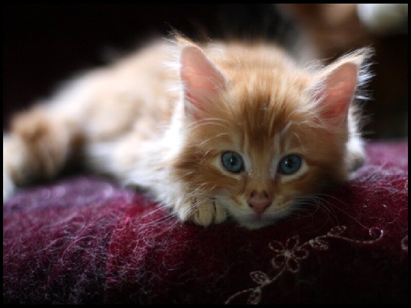fluffy ginger kitten resting