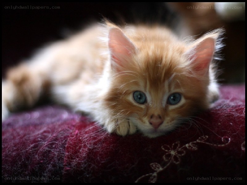 fluffy ginger kitten resting