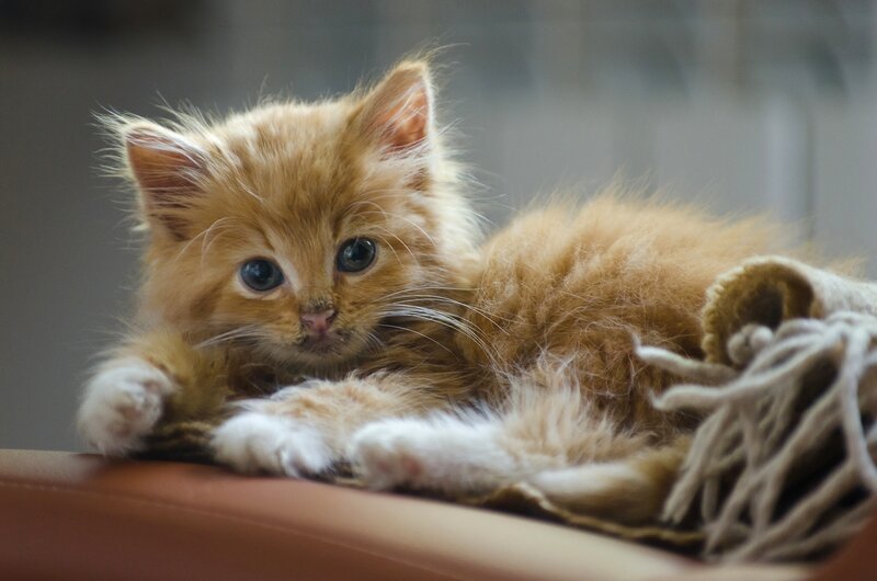 fluffy ginger kitten resting