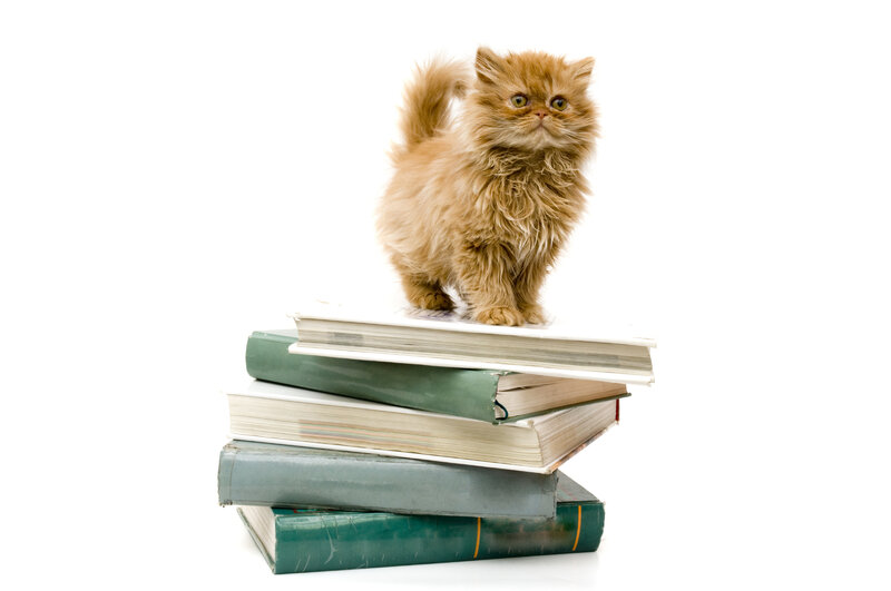 Fluffy Ginger Kitten — White, Calm