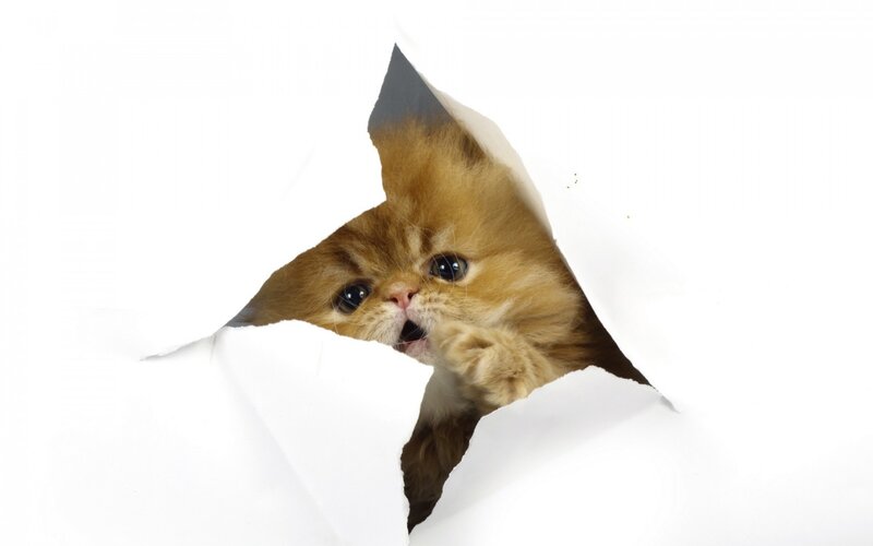 Fluffy Ginger Kitten — White, Playful, Photograph