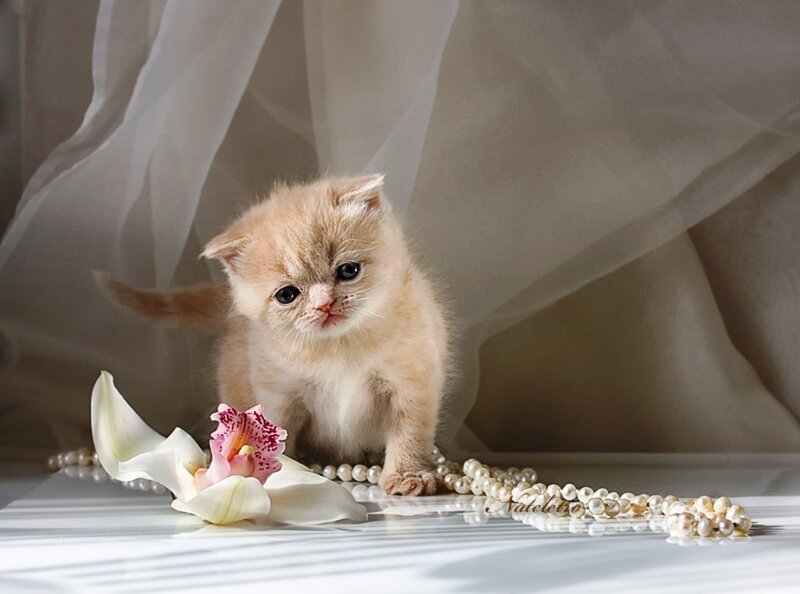 Fluffy Ginger Kitten — White