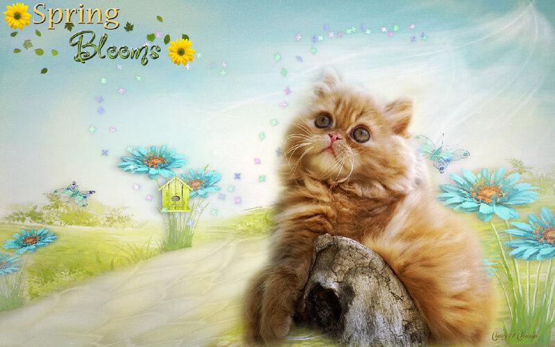 Fluffy Ginger Kitten — Yellow, Serene