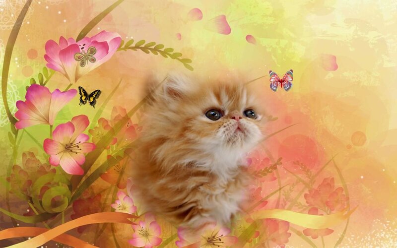 Fluffy Ginger Kitten — Yellow