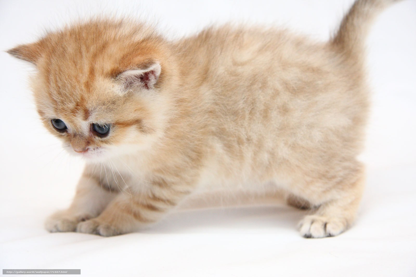 fluffy ginger kitten