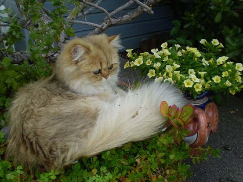 Fluffy Golden Cat