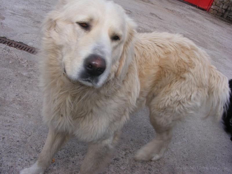 fluffy golden dog standing