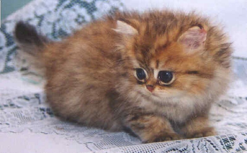 Fluffy Golden Kitten