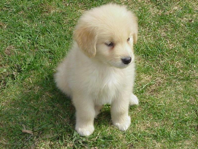 fluffy golden puppy on grass