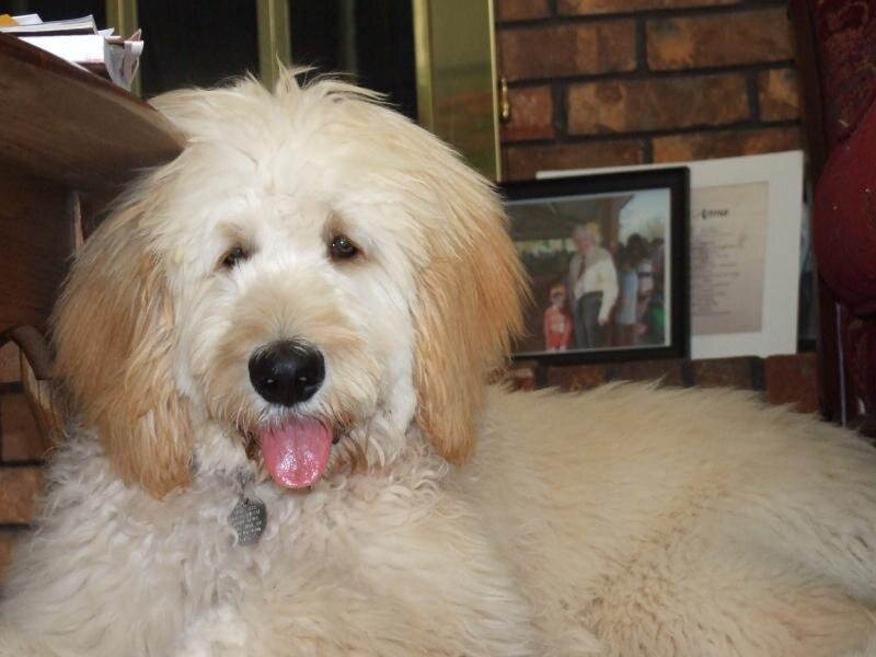 Fluffy Goldendoodle Dog