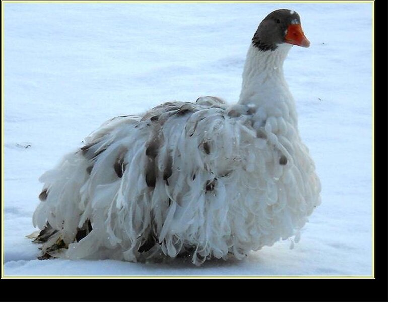 Fluffy Goose in Snow