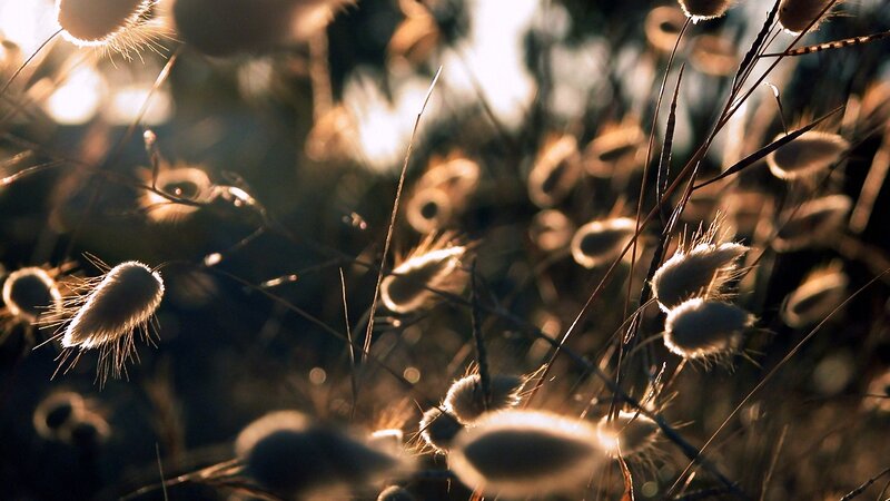 Fluffy Grass Seed Heads — Brown