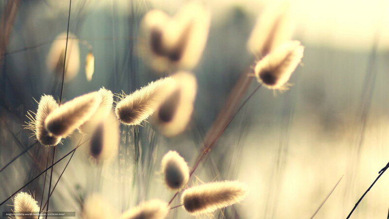 Fluffy Grass Seed Heads