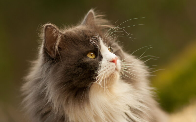 Fluffy Gray and White Cat — Calm, Afternoon