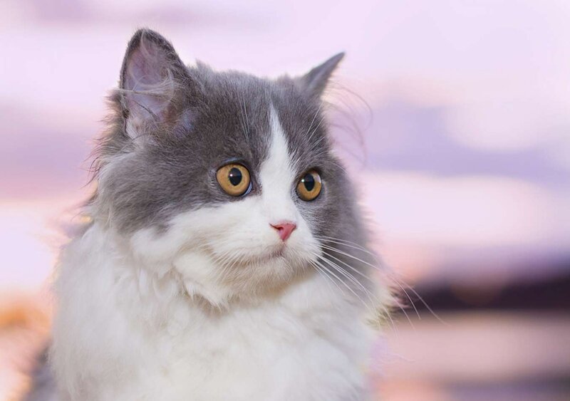 Fluffy Gray and White Cat — Calm