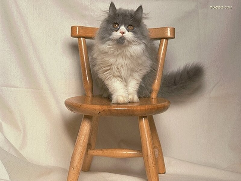 Fluffy Gray and White Cat