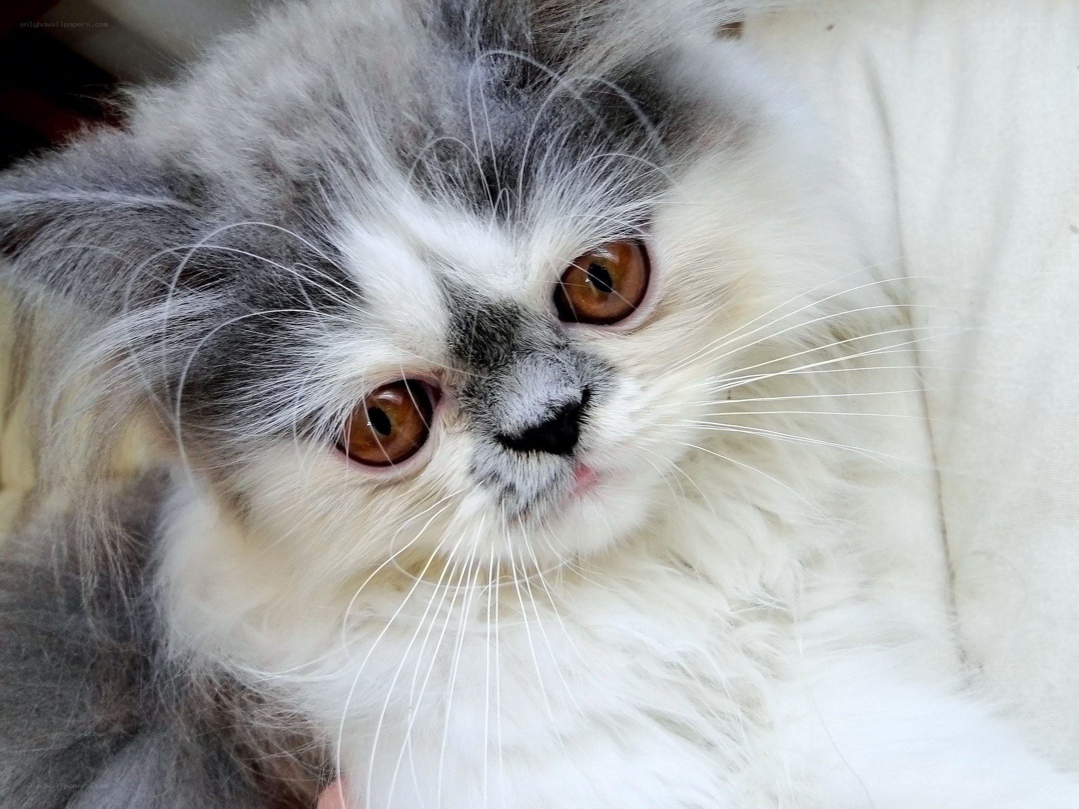 fluffy gray and white kitten