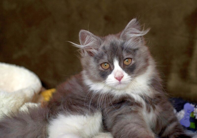 fluffy gray and white kitten