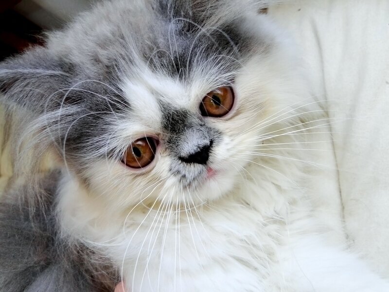 Fluffy Gray and White Kitten — Calm, Photograph