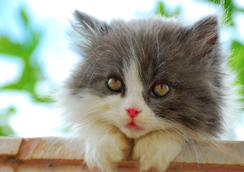 Fluffy Gray and White Kitten — Calm
