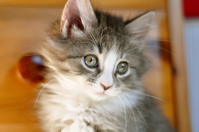 Fluffy Gray and White Kitten — Curious