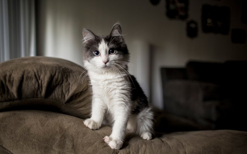 Fluffy Gray-and-white Kitten — Gray, Calm