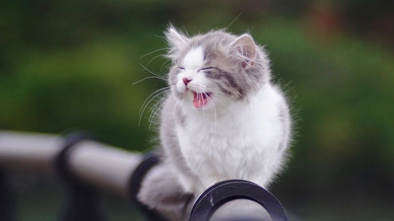 Fluffy Gray-and-white Kitten — Gray, Playful