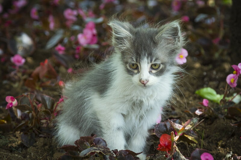 Fluffy Gray-and-white Kitten — Gray