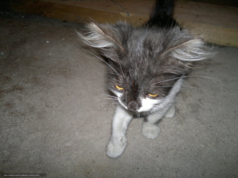 fluffy gray and white kitten