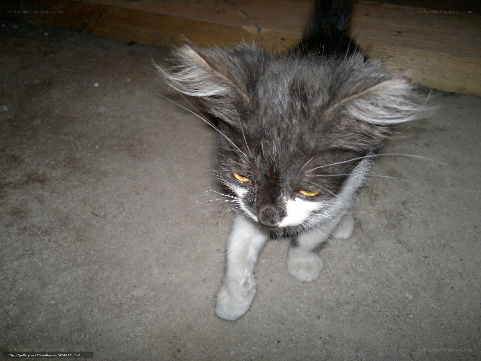 fluffy gray and white kitten