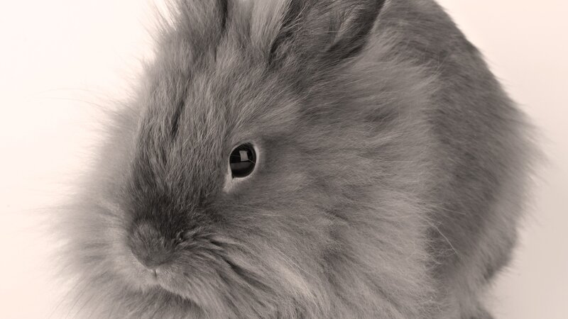 fluffy gray bunny close-up